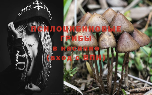 ГАЛЛЮЦИНОГЕННЫЕ ГРИБЫ Беломорск